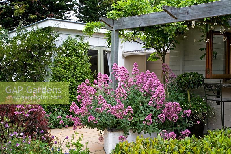 View of house and flowerbeds, Centranthus in pot - Breedenbroek, New Zealand