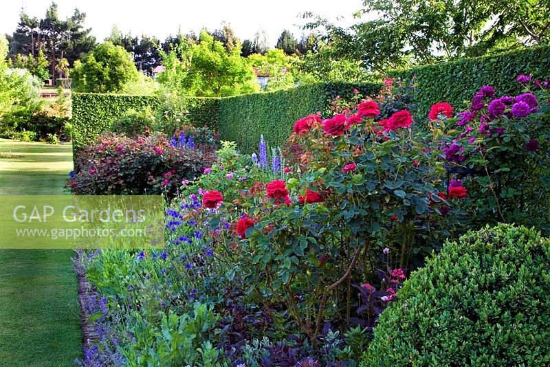 Herbaceous flowerbeds sheltered by clipped hornbeam hedge - Breedenbroek, New Zealand