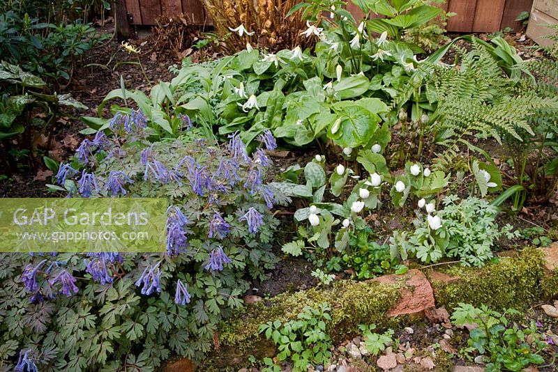 Woodland spring border tucked between greenhouse and potting shed, with mossy brick edging. Erythronium californicum 'White Beauty' (syn. Erythronium revolutum 'White Beauty') with Corydalis flexuosa 'Purple Leaf' and Sanguinaria canadensis f. multiplex 'Plena'.