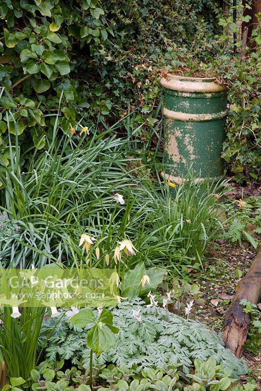 Woodland spring border with chimney pot containing Hedera helix - Ivy. Plants include Narcissus 'Tracey', Erythronium 'Joanna' and Dicentra cucullaria