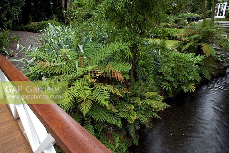 A bridge spans the Waimairi stream in Christchurch, New Zealand, with silver Astelias, Fatsias and Cyathea - New Zealand native tree ferns beneath a Kowhai tree