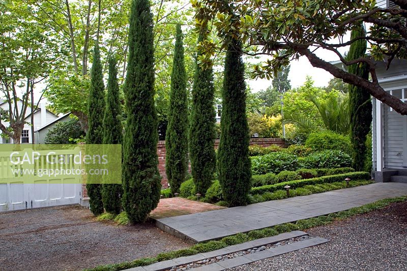 Entrance to suburban garden with bed of Cupressus sempervirens - Italian Cypresses and mature Magnolia tree. Christchurch, New Zealand