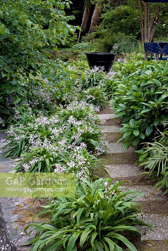 Natural stone steps are flanked on the left by native Arthropodium cirratum - Renga Lilies and Viburnum davidii on the right. Christchurch, New Zealand
 
