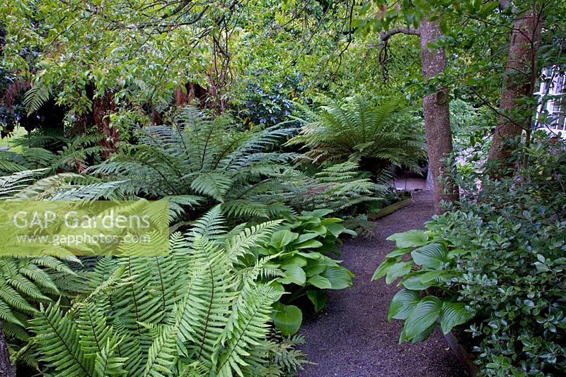 Ferns and Hostas in mixed border. Christchurch, New Zealand