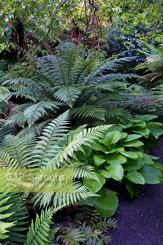 Ferns and Hostas in mixed border. Christchurch, New Zealand
