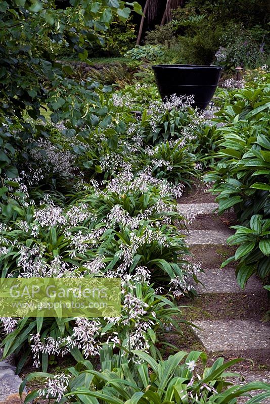 Natural stone steps are flanked on the left by native Arthropodium cirratum - Renga Lilies and Viburnum davidii on the right. Christchurch, New Zealand 