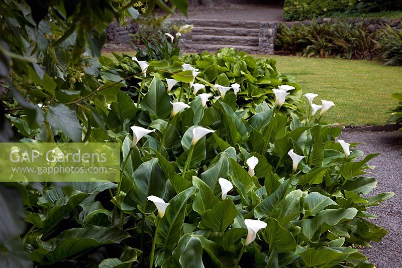 Bed of Zantedeschia - Arum lilies, in suburban garden. Christchurch, New Zealand