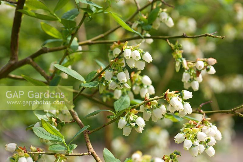 Vaccinium corymbosum 'Coville' - Blueberry flowers in spring