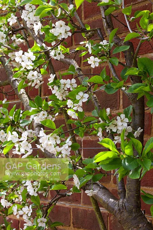 Prunus cerasus 'Morello' in blossom - Sour cherry fan trained against a brick wall at RHS Wisley