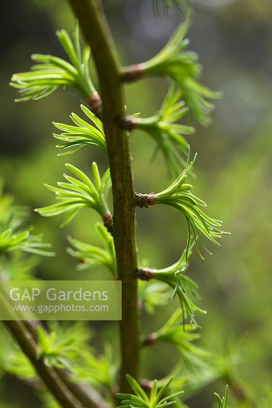Pseudolarix amabilis - New spring foliage