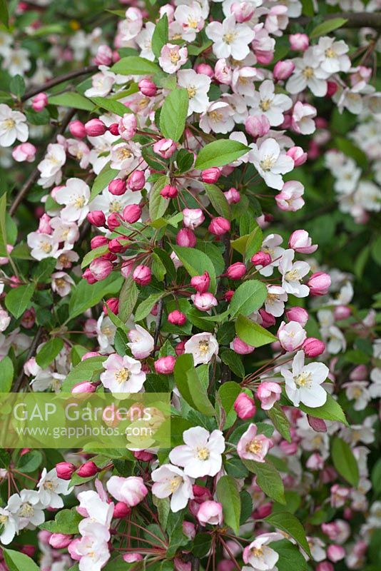 Malus 'Mary Potter'