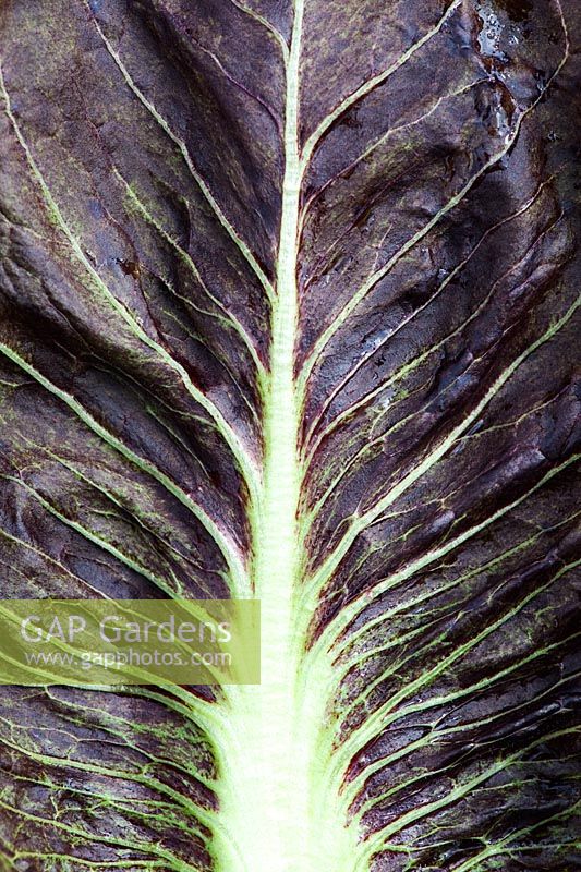 Cichorium intybus - 'Palla Rossa Bella' leaf . Red Chicory