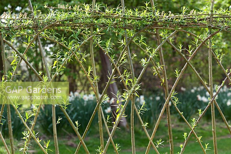 Salix - Living willow fence at Ryton Organic Garden centre, Warwickshire