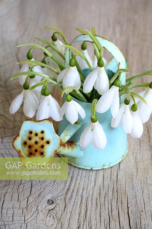 Galanthus - Snowdrops in a rustic watering can