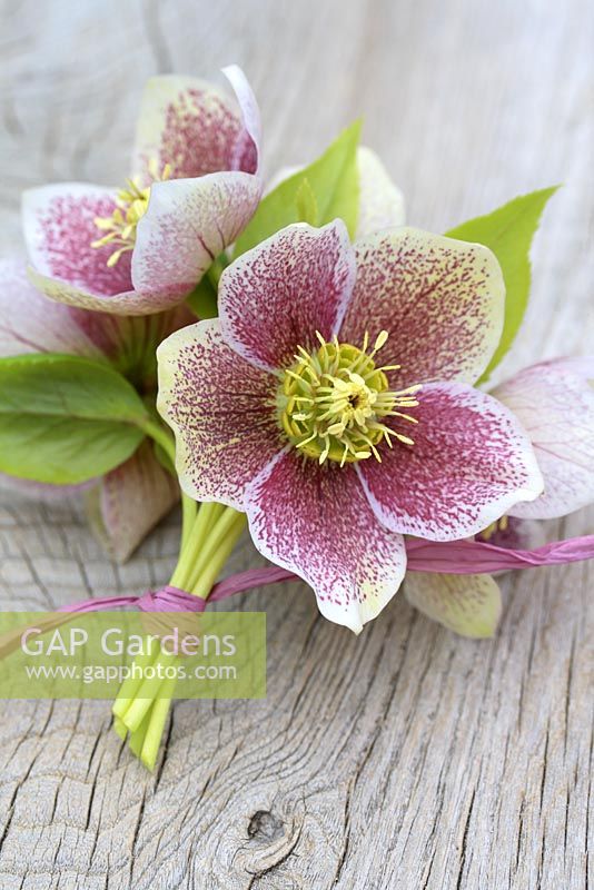 Helleborus - Posy of Hellebores tied with raffia on wooden surface