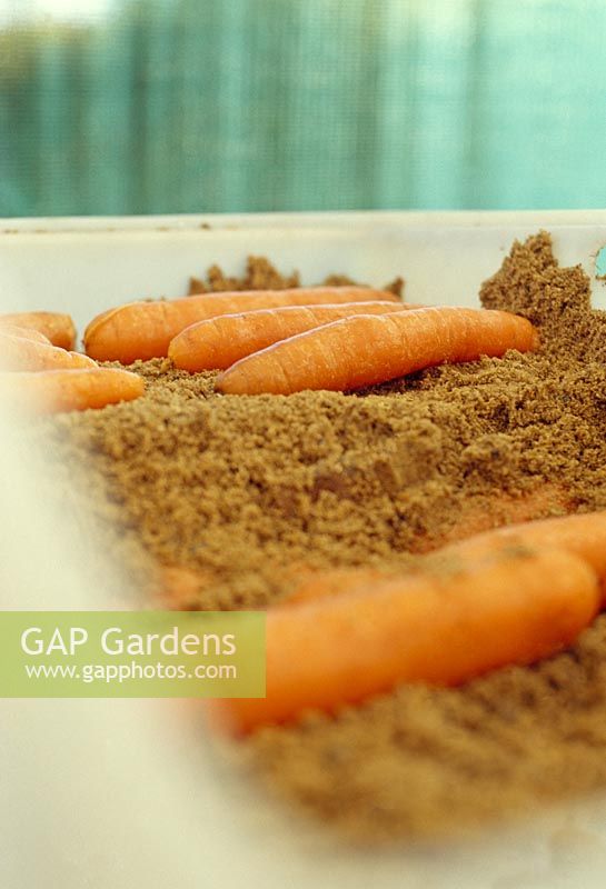 Storing Carrots in sand. Step 2 of 4