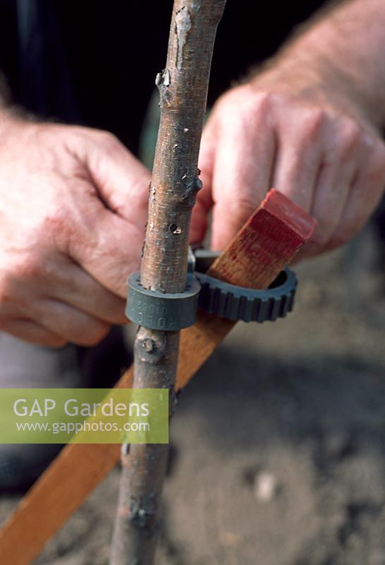 Planting a bare root tree - Use a strap and pad to hold the tree firmly in place to the timber stake