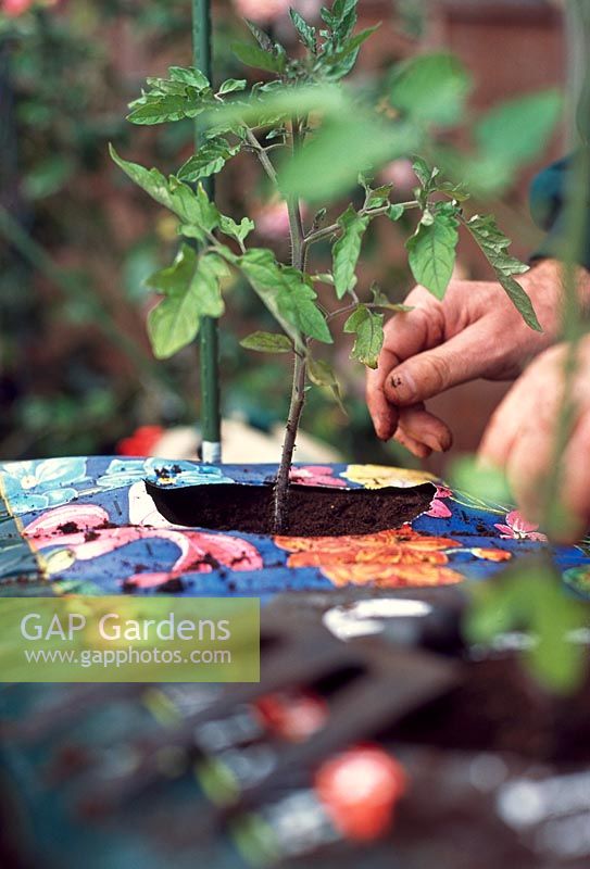 Planting Tomato plants. Tie a loop of string loosely around the base of the newly planted tomato plant and draw it up to the horizontal crossbar support, then tie it into place.