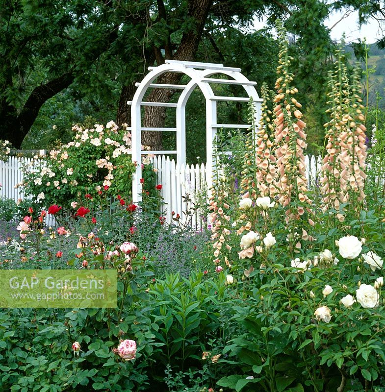 Cottage garden with Digitalis - Foxgloves and Roses with White arbour and picket fence. Northern California, USA