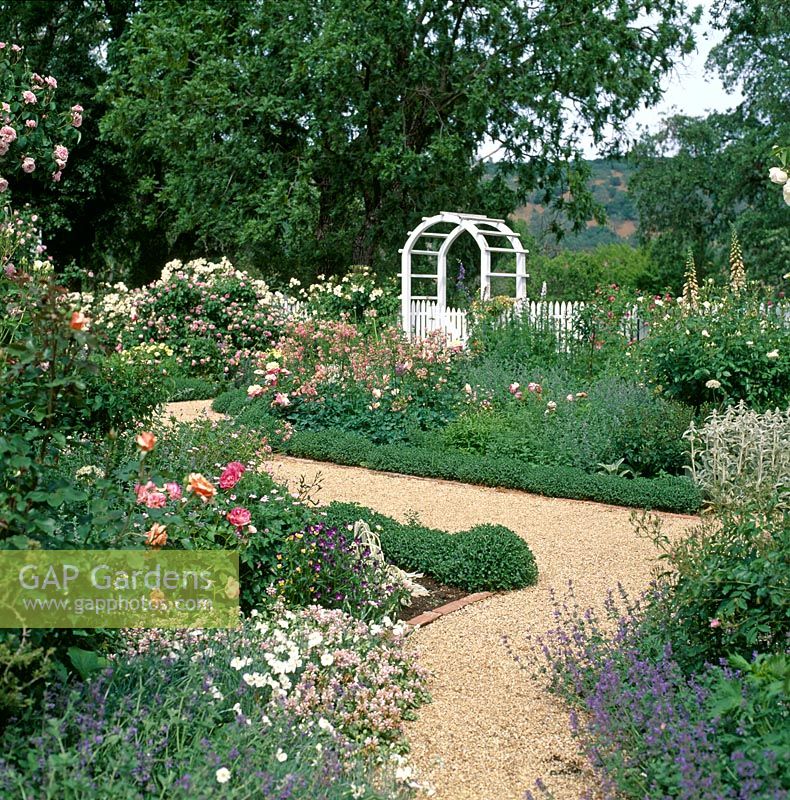 Path Through Rose Garden with white arch and Nepeta - Catmint in foreground. Northern California, USA