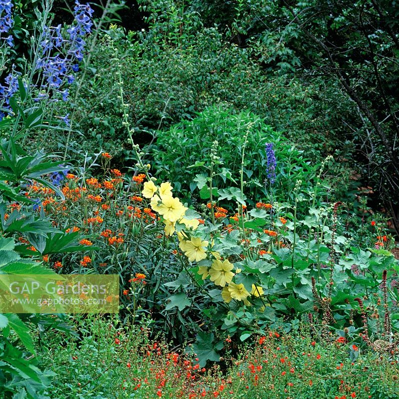 Colourful summer border of Alonsoa, Asclepias - Butterfly Milkweed, Delphinium and Althaea - Hollyhock. Northern California, USA