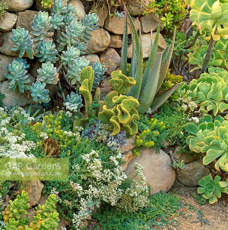 Dry stone wall with succulents. Northern California, USA
