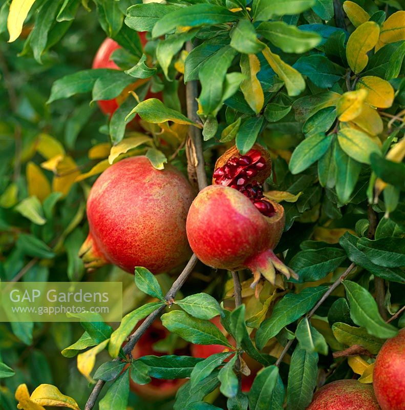 Punica granatum - Pomegranate 