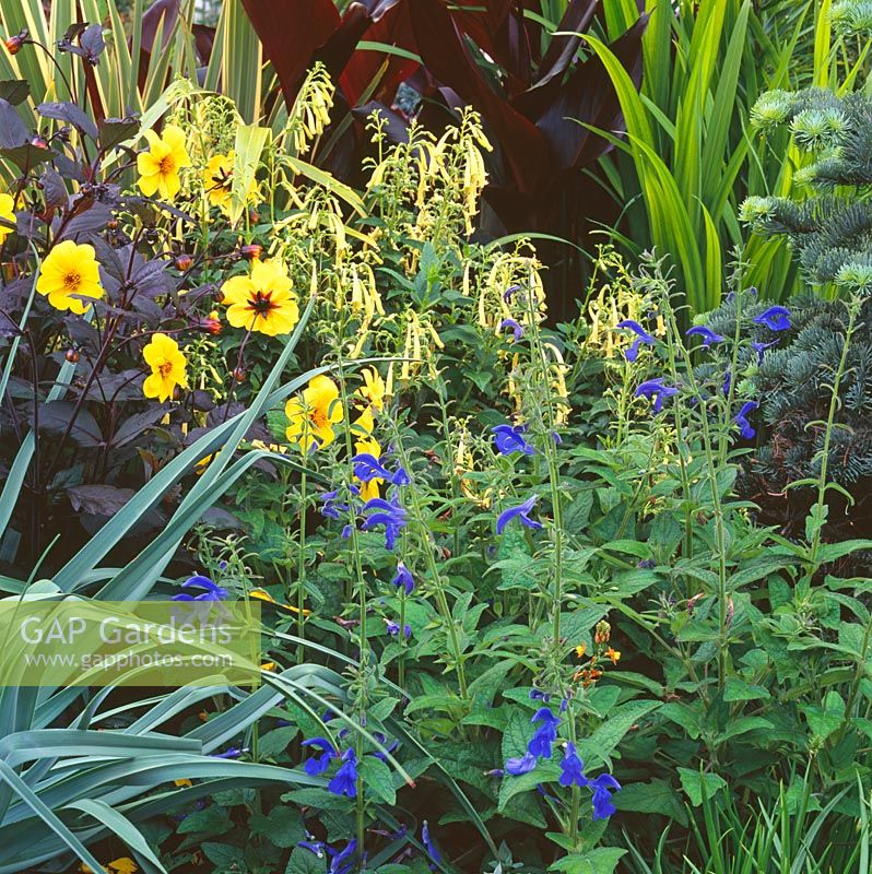 Dahlia and Salvia - Ornamental Sage in summer border