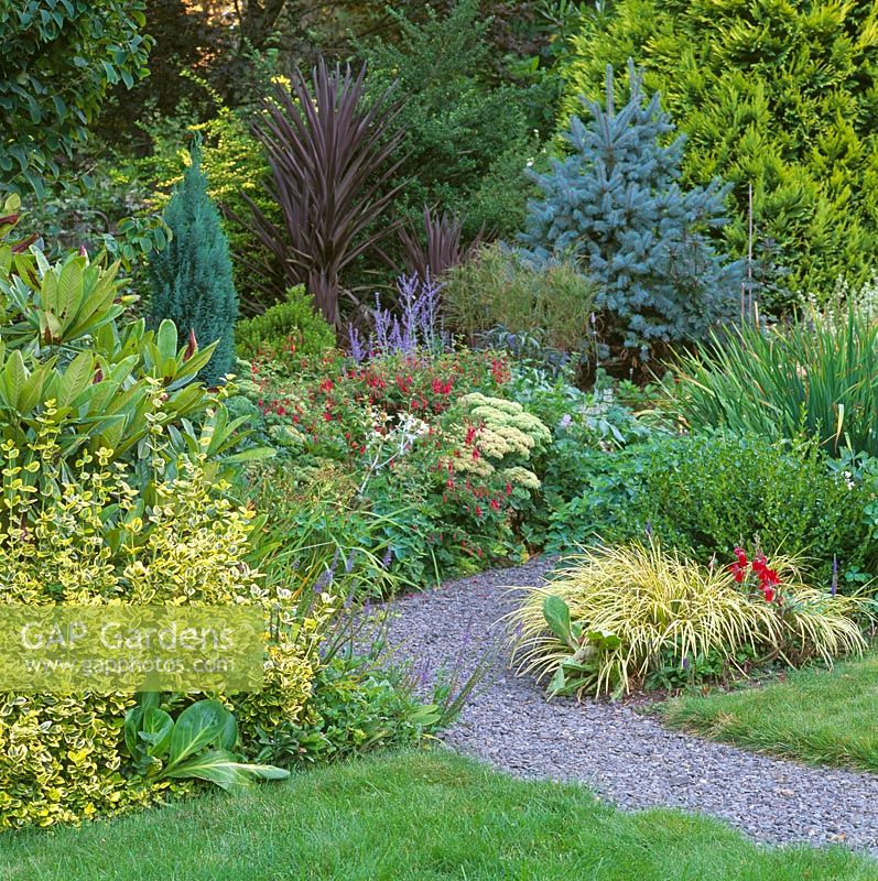 Path through summer borders of Conifers, Cordyline, Sedum, Salvia and plants with blue, bronze, purple and golden coloured foliage.