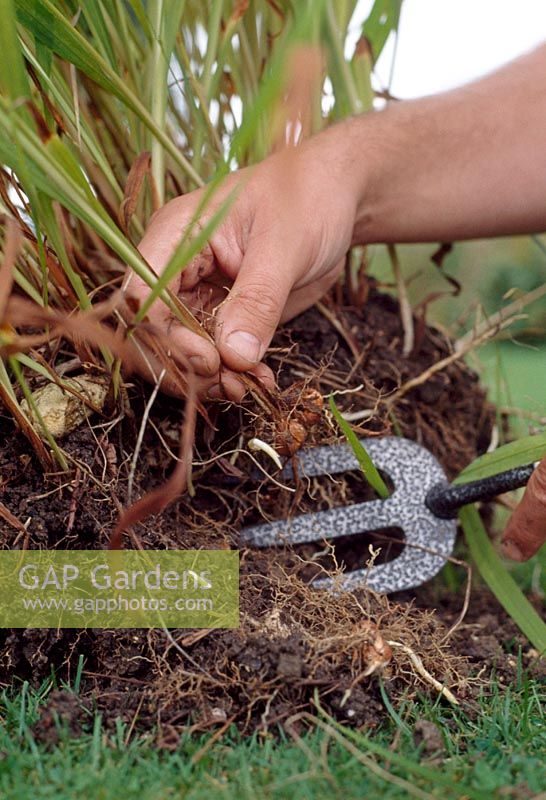 Dividing Crocosmia. Ease out rooted pieces from edge of the clump.