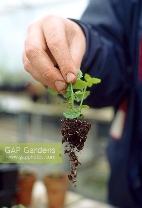 Seedlings. If there are few roots visible, leave the plant to establish a little longer before potting on.
