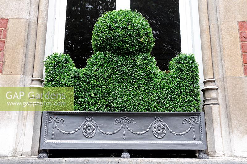 Castellated Buxus Sempervirens - Box hedge in a window box