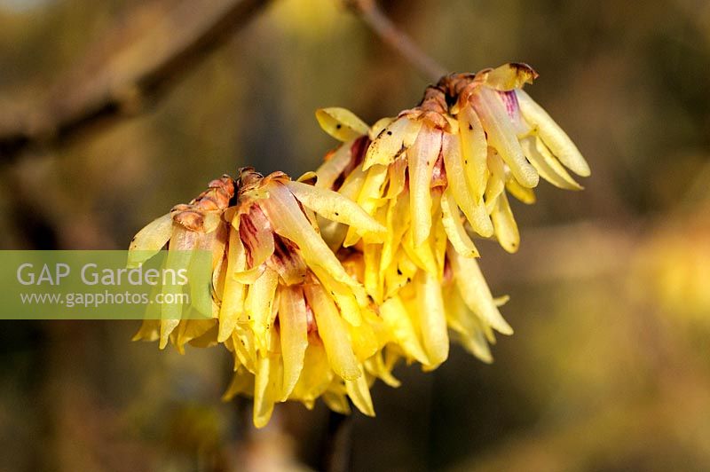 Chimonanthus praecox - Wintersweet 