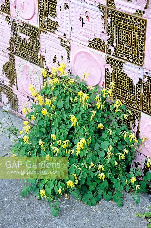 Corydalis lutea growing from pavement agaist old, colourful tiled wall, West London, England, UK