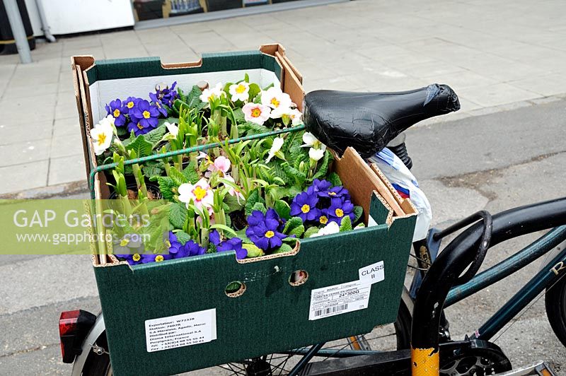 Primula and other plants in a cardboard box on the back of a bicycle, Highbury, London, England, UK