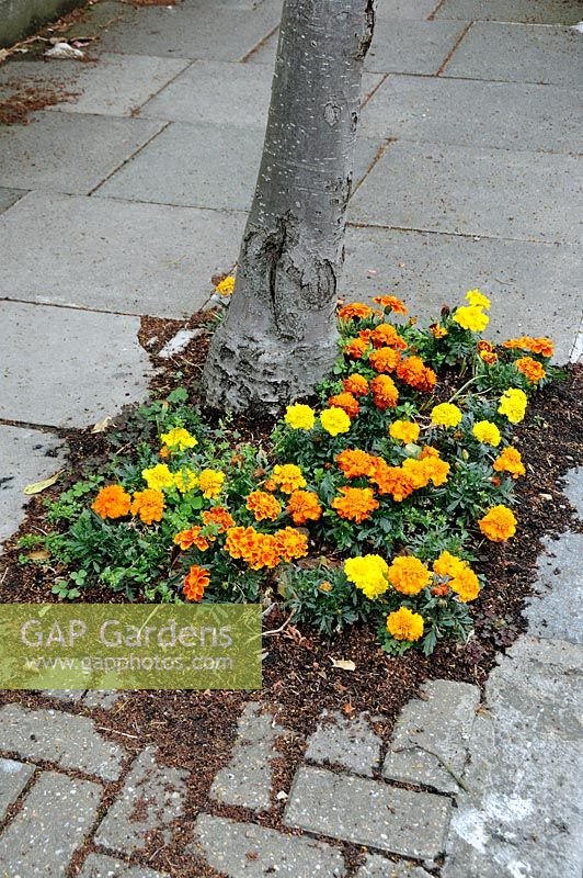 Tagetes patula - French Marigolds planted in a tree pit Highury North London England UK