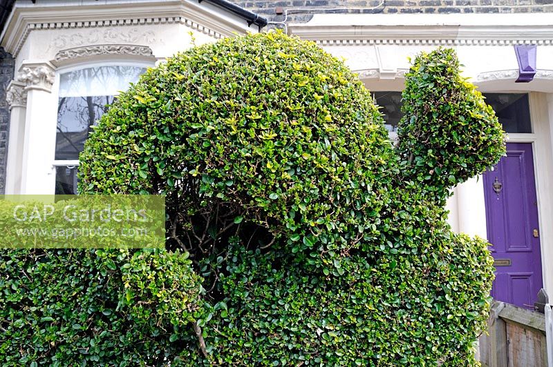 Topiary privet cat cut into hedge in front of terraced house in Highbury, North London, England, UK