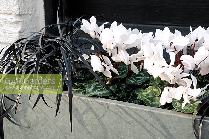 White Cyclamen and Ophiopogon planiscapus 'Nigrescens' - Black Mondo Grass in galvanised steel window box, Marylebone, London, England UK