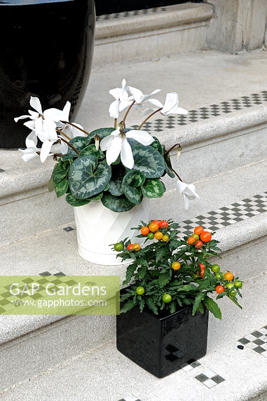 Cyclamen in white pot with Solanum capsicastrum - Winter Cherry in black pot on black and white steps Marylebone, London, UK