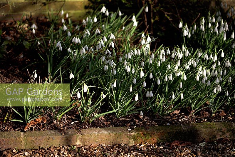Galanthus - Snowdrops in early spring border. Mitchmere Farm, Sussex 

