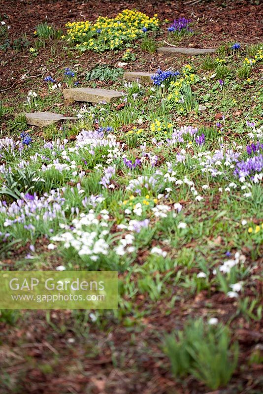 Stone steps up bank through drifts of Crocus, Iris, Eranthis hyemalis - Winter Aconite and Galanthus nivalis - Snowdrops. Mitchmere Farm, Sussex