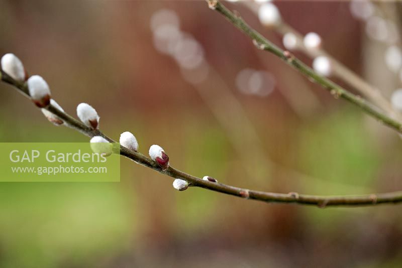 Salix hookeriana catkins in winter. Mitchmere Farm, Sussex


