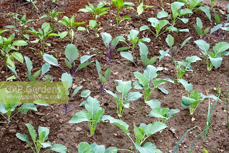 Young Brassica oleracea - Kholrabi in kitchen garden

