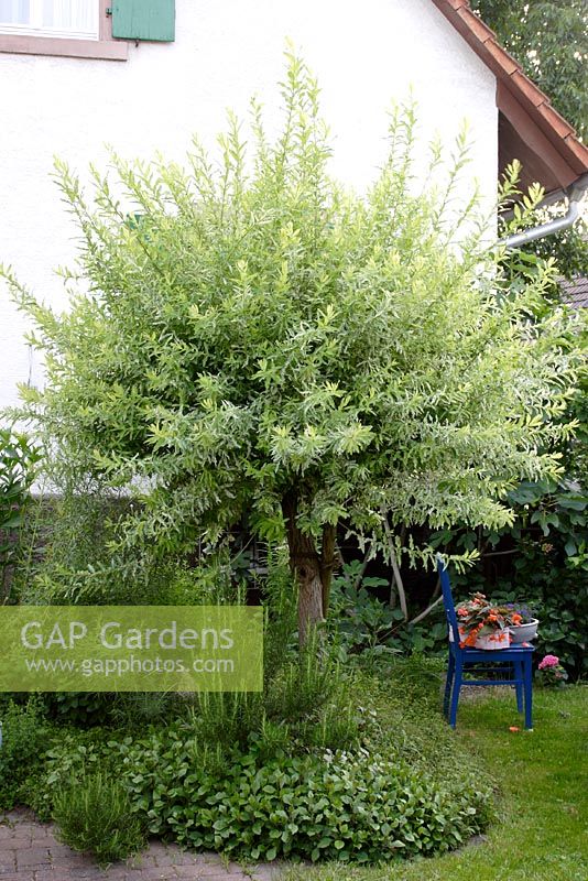Salix integra 'Hakuro Nishiki' underplanted with Rosmarinus officinalis - Rosemary