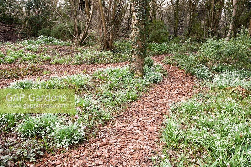 Path through woodland garden with Galanthus - Snowdrops and Helleborus in early spring, Pembury House, Clayton 