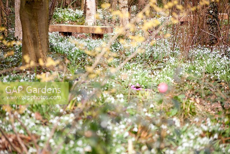 Wooden bench in woodland garden in early spring surrounded by Galanthus - Snowdrops. Pembury House, Clayton    