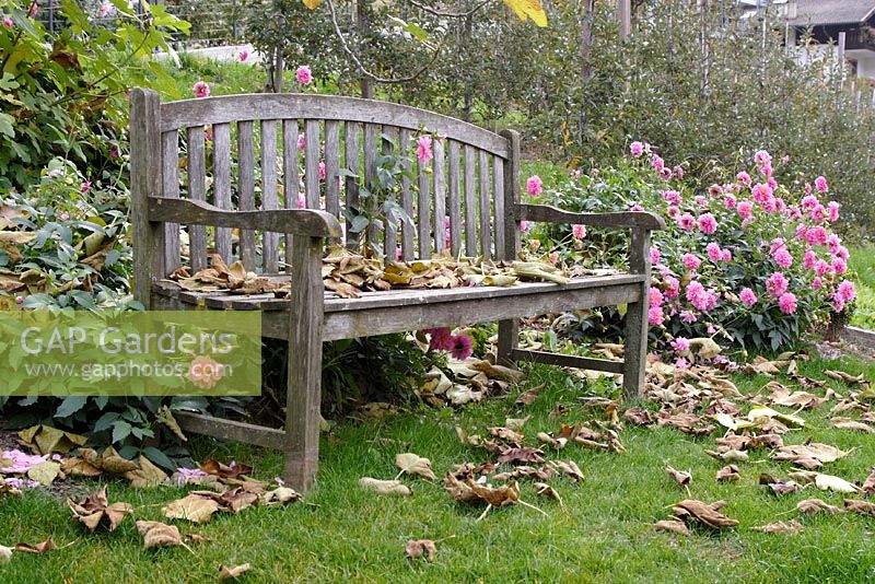 Wooden bench with Dahlias