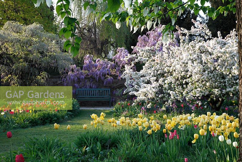 Spring garden with Tulipa, Malus floribunda and Wisteria davidia