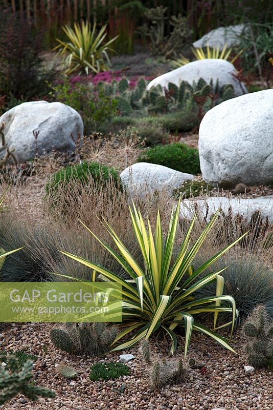 Yucca filamentosa 'Color Guard', Festuca cinerea 'Glauca' and Opuntia in Cactus garden