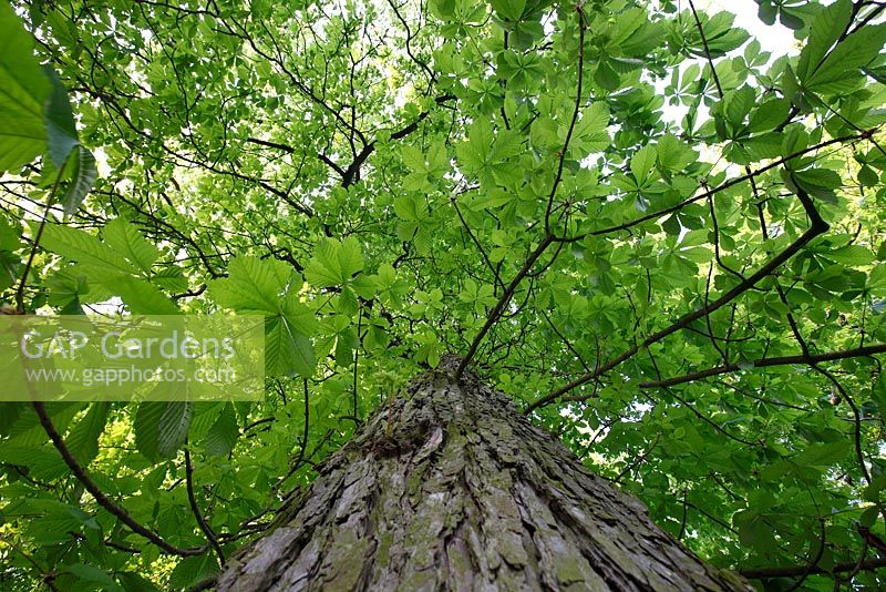 Low angle shot of Aesculus hippocastanum - Horse Chestnut